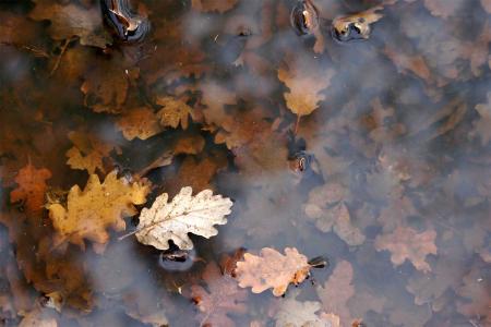 feuilles mortes